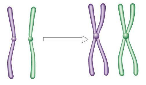Chromosome Duplicated chromosome 2 sister chromatids narrow at centromeres contain