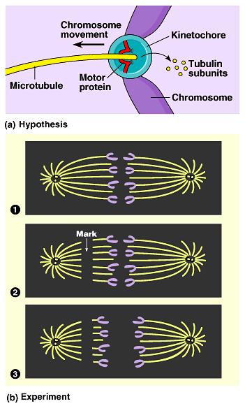 double-stranded 2 single-stranded Chromosome movement Kinetochores use motor