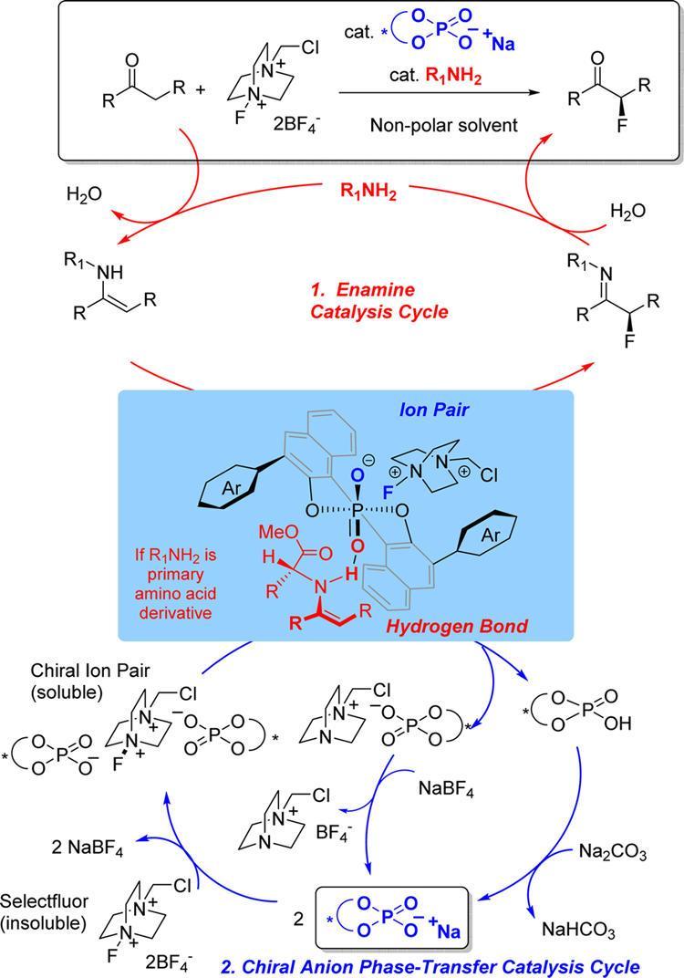 Asymmetric a-fluorination of Cyclohexanones Proposed Mechanism Yang,
