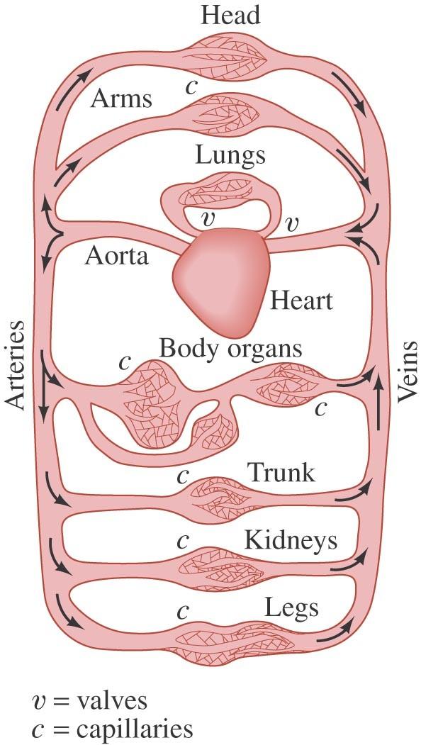 Example: Blood flow. In humans, blood flows from the heart into the aorta, from which it passes into the major arteries.