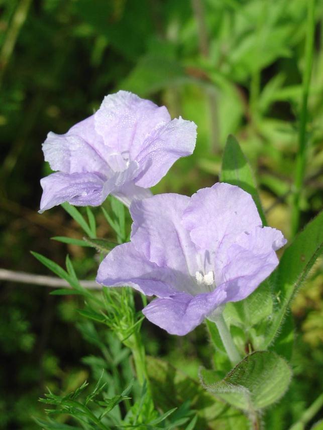 Prairie petunia (Ruellia humilis) Blooms June-August Purple lines on petals act as