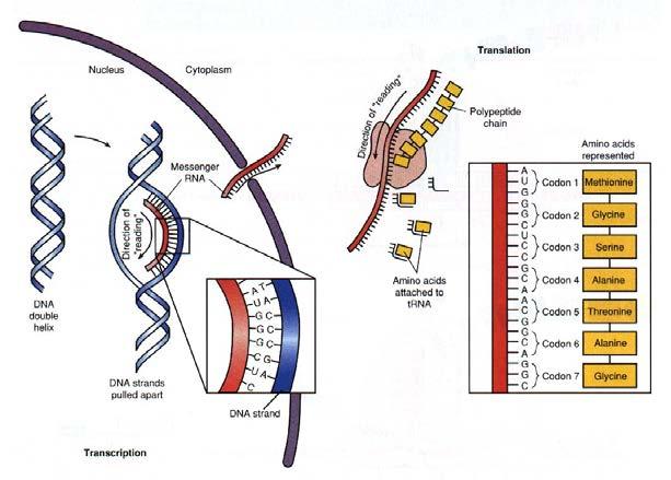Evolution of Genetic Material A. Three functional requirements reviewed B. The Central Dogma: DNA RNA Protein C.