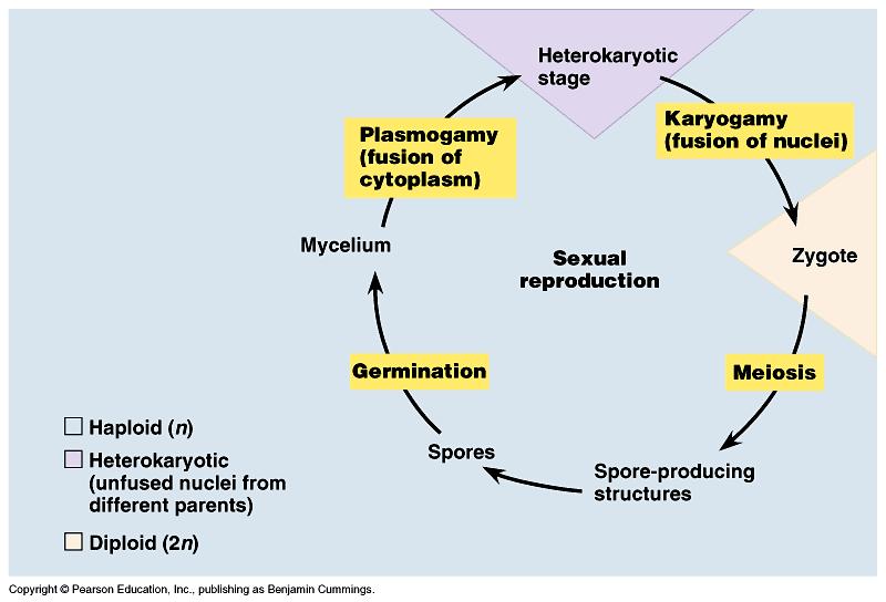The generalized fungal life cycle: reproductive hyphae (1n), fusion