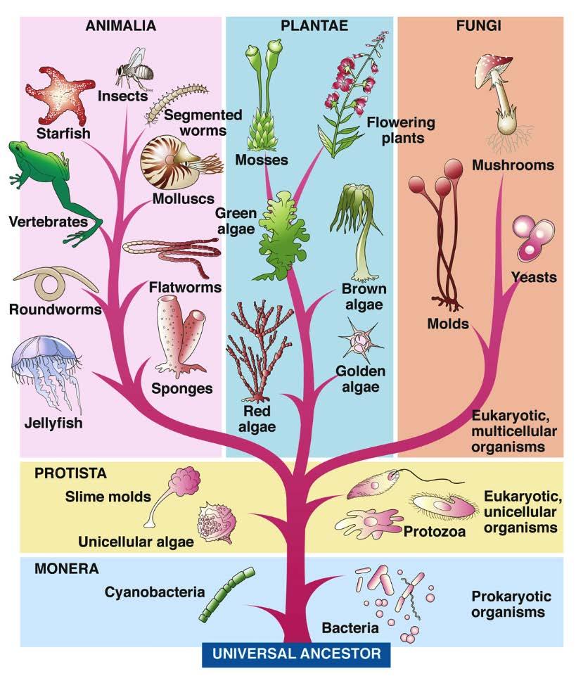 Each kingdom is further subdivided according to this hierarchy: Kingdom Phylum