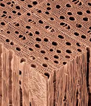 Water-Conducting Cells of the Xylem The two types of water-conducting cells, tracheids and vessel elements, are tubular, elongated cells that are dead at functional maturity.