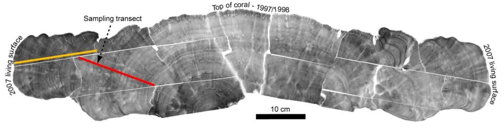 Porites coral microatoll growth