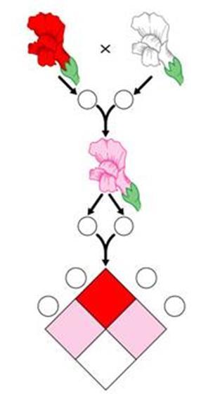 Phenotype somewhere between the two alleles Example: Red (RR) x White (WW) = PINK (RW) B.