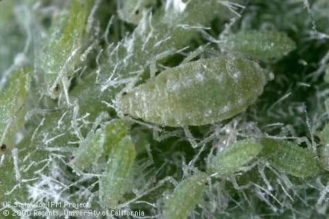 Mealy Plum Aphid, Hyalopterus
