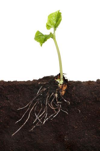 Root Types Include: taproots lateral