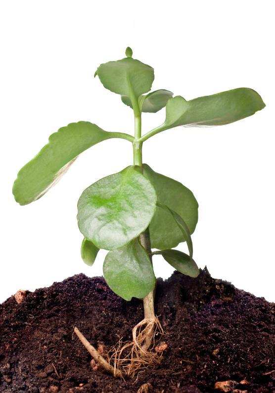 Roots Are usually underground Anchor plants in the