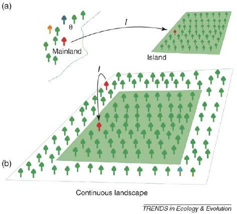 Neutral Model Hubbell (2001) extends model to local community in a metacommunity Local community has J total individuals whose offspring compete for sites opened by a death