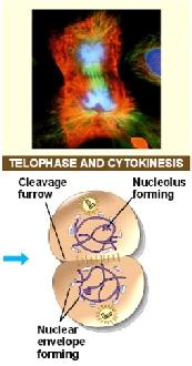 4. Telophase concludes the nuclear division. During this phase, a nuclear envelope develops around each pole, forming two nuclei.