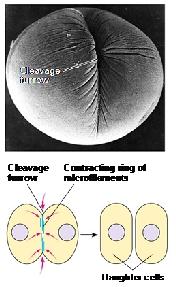 Simultaneously, cytokinesis occurs, dividing the cytoplasm into two cells.