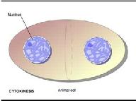 The vesicles fuse to form a cell plate, which subsequently becomes the plasma membranes for the two daughter cells.