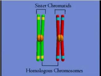 2. At metaphase I, homologous pairs of chromosomes are spread across the metaphase plate.