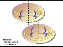 7. Anaphase II begins as each chromosome is pulled apart into two chromatids by the microtubules of the spindle apparatus. The chromatids (now chromosomes) migrate to their respective poles.