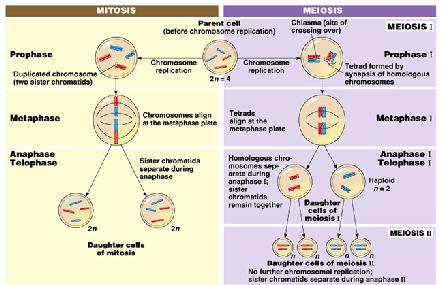 Mitosis, then, merely duplicates cells, the two daughter cells essentially clones of the original cell.