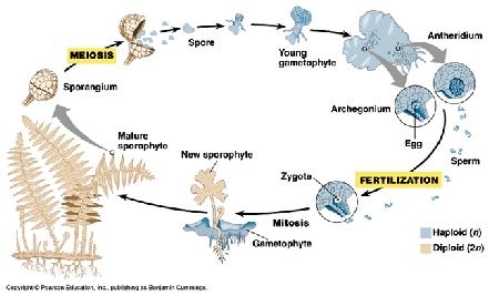 (n) haploid stage Male gametophyte Spores (n) Gametes Female gametophyte (2n) HAPLOID (n) Meiosis (n) (2n) (n) Fusion of gametes (2n)