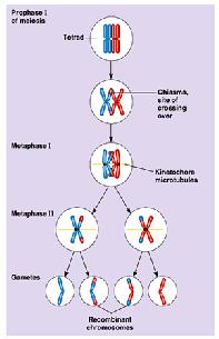 Meiosis and sexual reproduction, however, result in a reassortment of the genetic material.