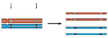 over leads to genetic recombination How crossing over leads to genetic recombination Eye-color genes Tetrad (homologous pair of chromosomes
