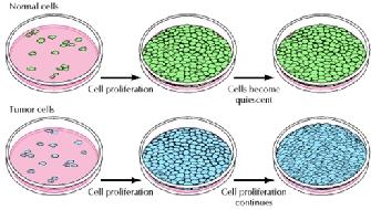 Under these conditions, the cell can efficiently react with the outside environment.