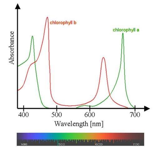 The chlorophyll absorption bands, in which plants utilize sunlight, are fairly narrow. With LED light-sources tuned to the bands required for plant growth, the energy input can be kept low.