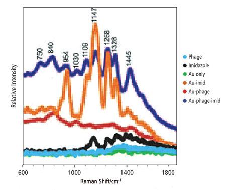 Versatility Souza, et. al. 1 used Raman spectroscopy in their efforts to develop networks of SERS gold nanoparticles and bacteriophage as biological sensors and cell targeting agents.