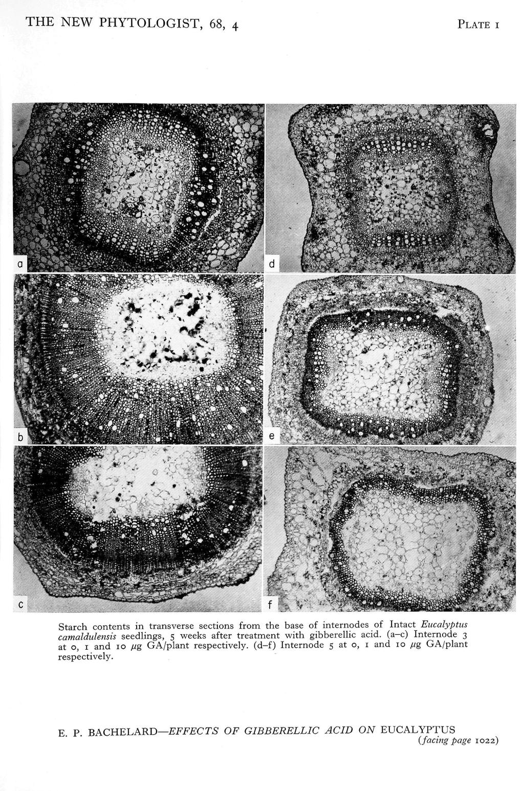 THE NEW PHYTOLOGIST, 8, 4 PLATE I Starch contents in transverse sections from the base of internodes of Intact Eucalyptus camaldulensis seedlings, 5 weeks after treatment with