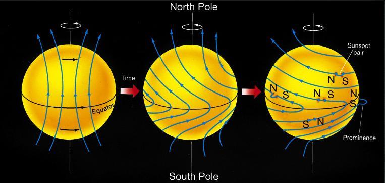 The Sun s differential rotation distorts the magnetic field lines Minimum of sunspot cycle Maximum of sunspot cycle The twisted and tangled