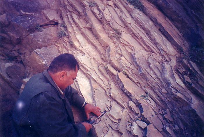 The most fossiliferous beds yet encountered in the formation are those of