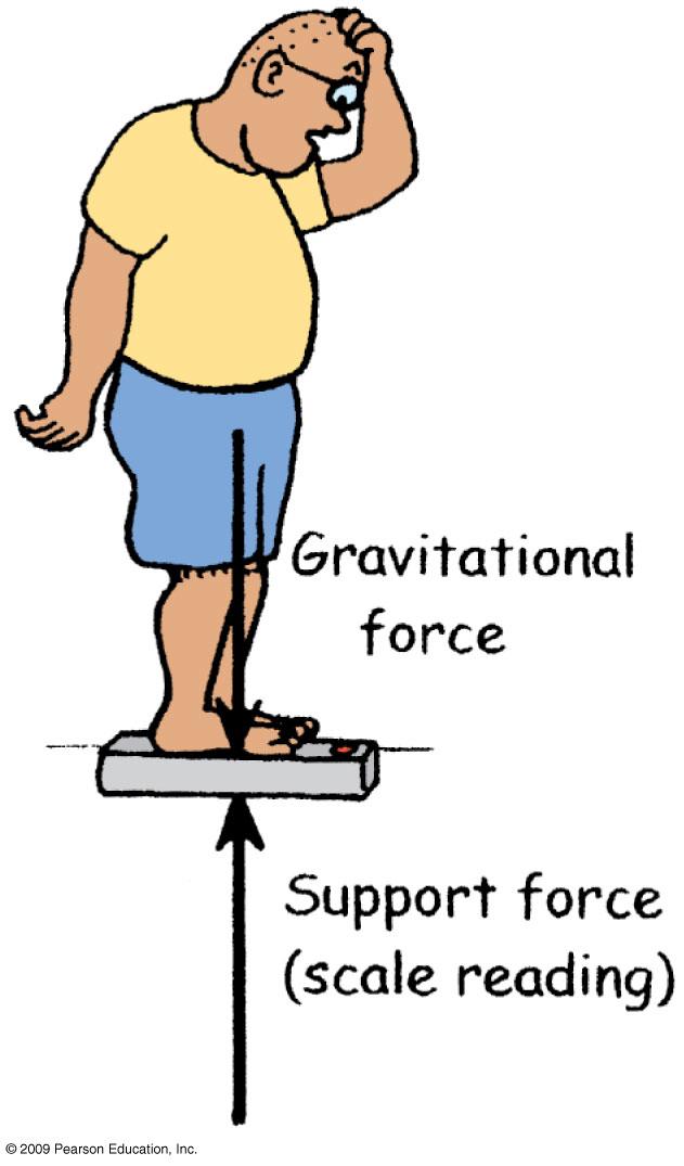 Support Forces Since the support force is equal and opposite to the force of gravity this will lead to mechanical