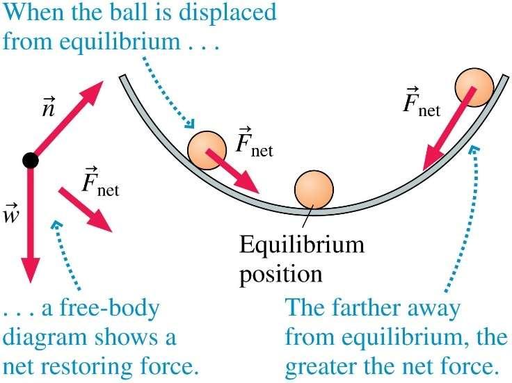 Equilibrium and Oscillations A marble that is free to roll inside a spherical bowl has an equilibrium position at the bottom of the bowl where it will rest with no net force on it.