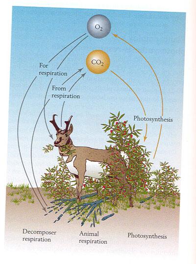 Plant photosynthesis removes CO 2 from the atmosphere and returns O 2. Animal respiration removes O 2 and returns CO 2.