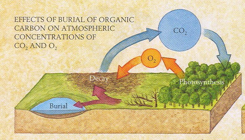Organic life (plants, animals) store carbon in their tissues.