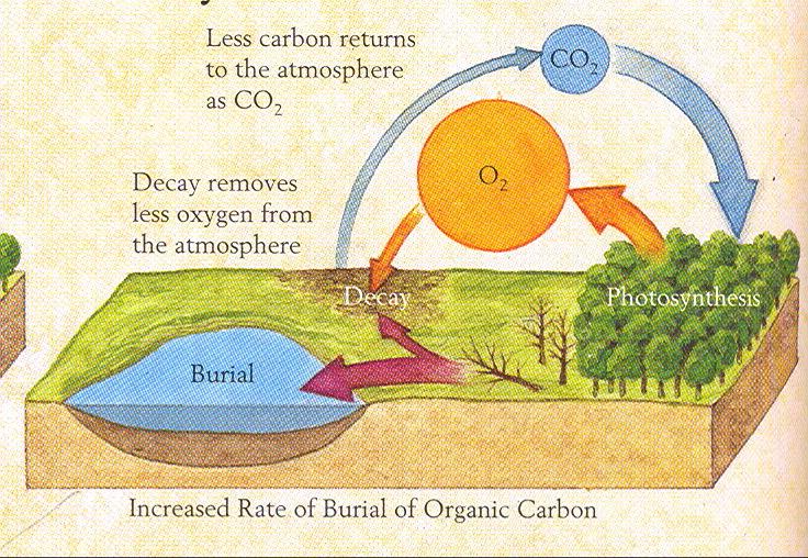 If the rate of burial of organic carbon is greater than its rate of decay, then carbon will not be oxidized back into the atmosphere, but will