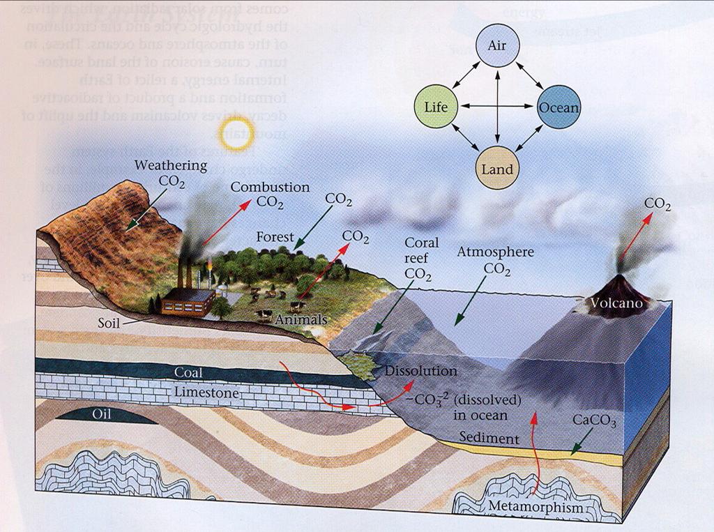 The Carbon Cycle You should be able to model the complete carbon cycle: plate tectonics PLUS changes in