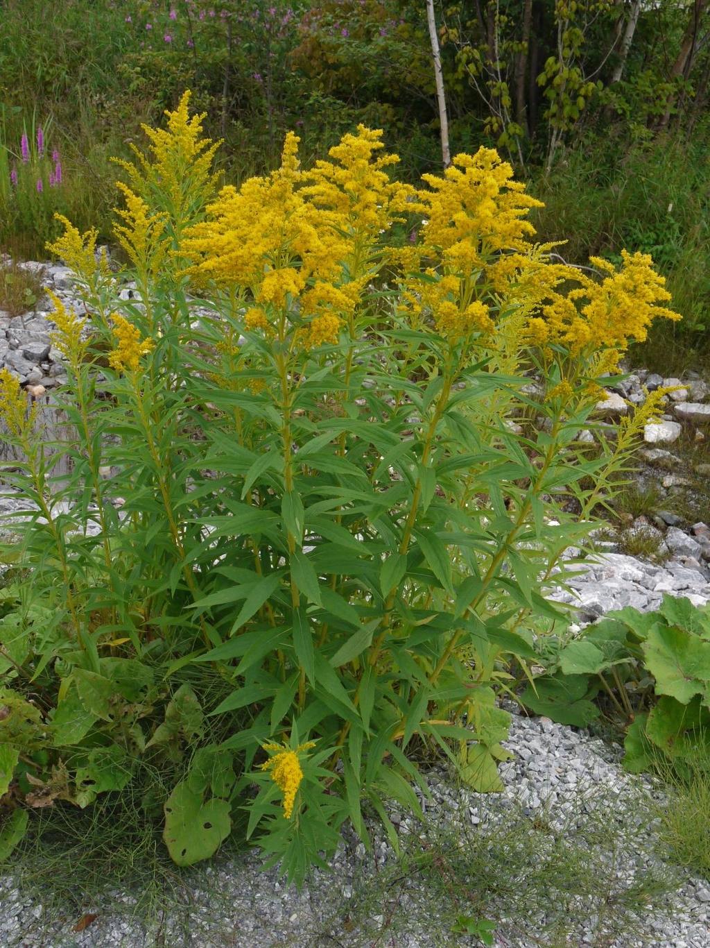 Canada Goldenrod (Solidago canadensis) grows to a meter or more