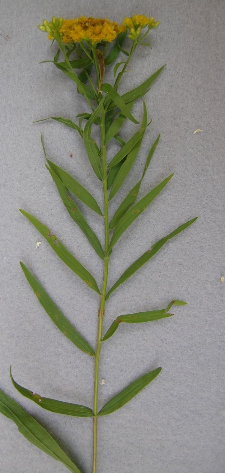 graminifolia) grows