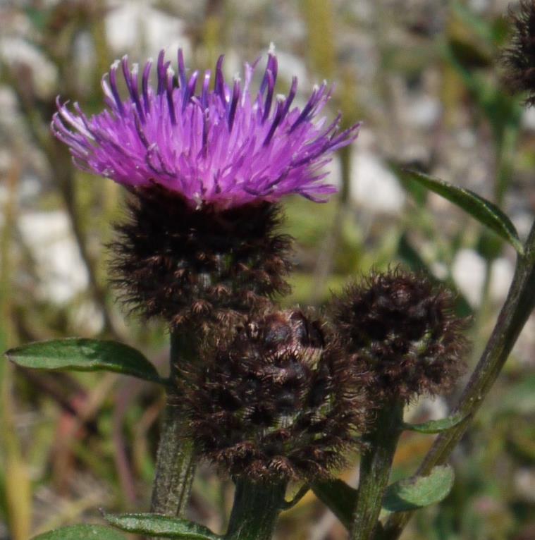 more. It has thistle-like