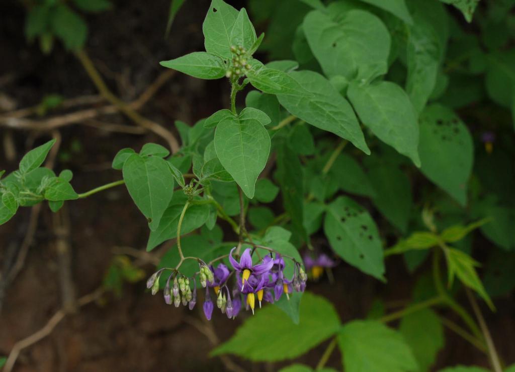 Bittersweet Nightshade (Solanum dulcamara) is a climbing vine often supported on other shrubs.