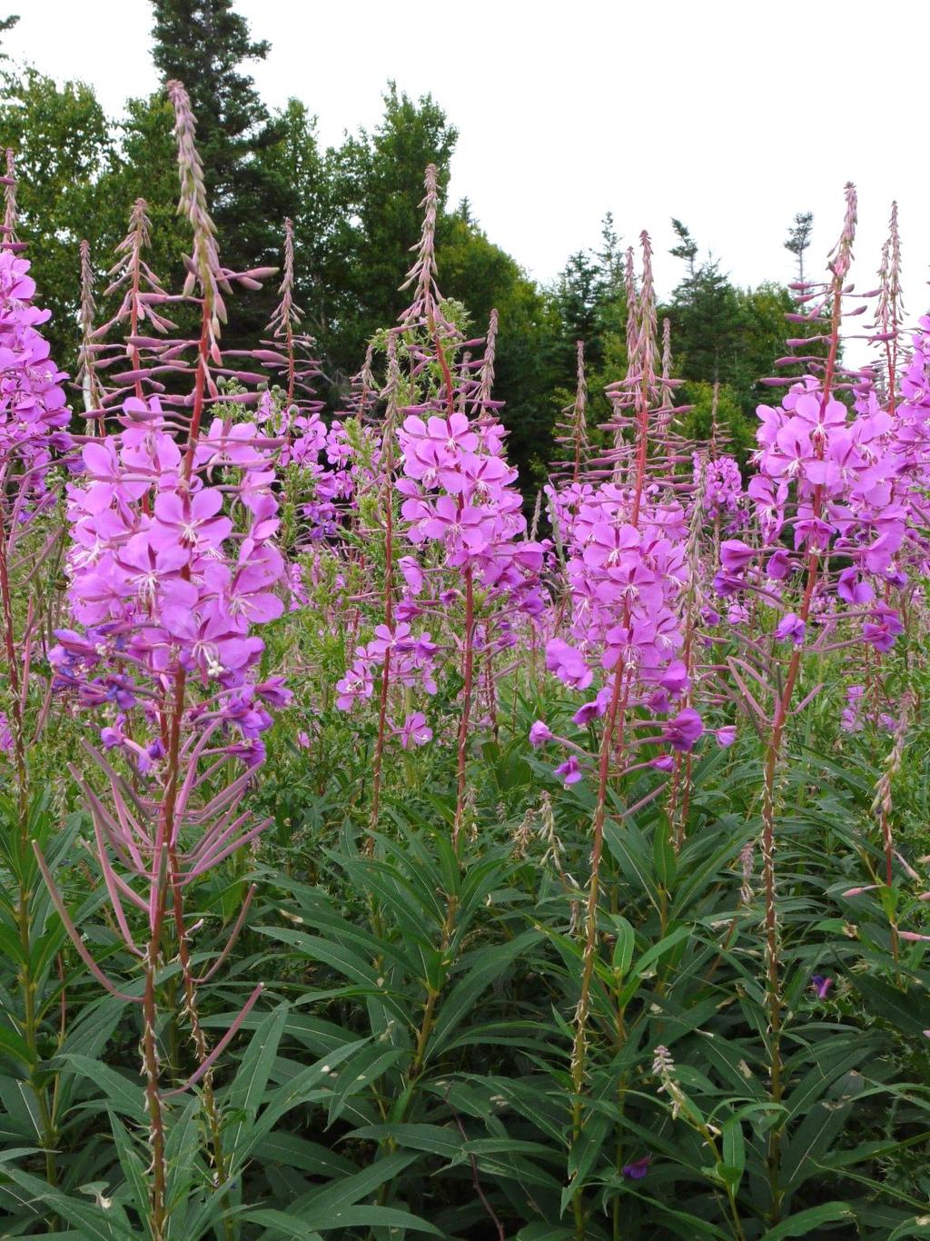 Fireweed (Chamerion