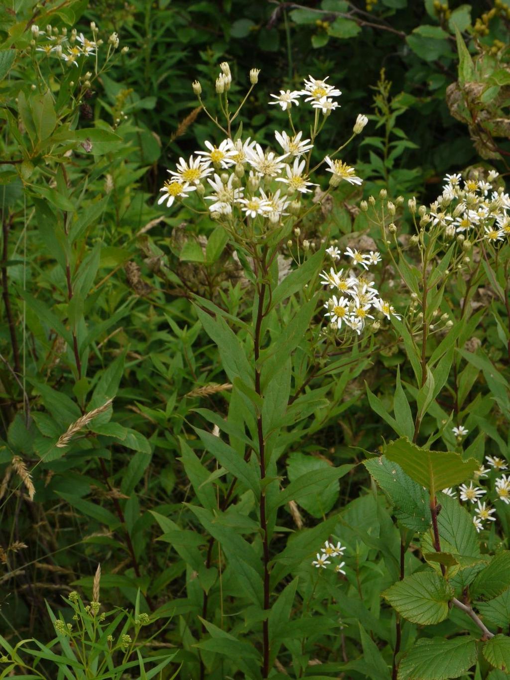 Flat-top White Aster
