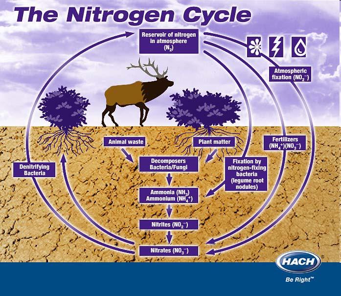 The Nitrogen Cycle N 2 (78% of the atmosphere) is inert but nitrogen is