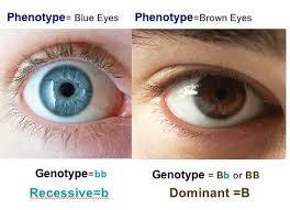 Phenotype vs Genotype A.