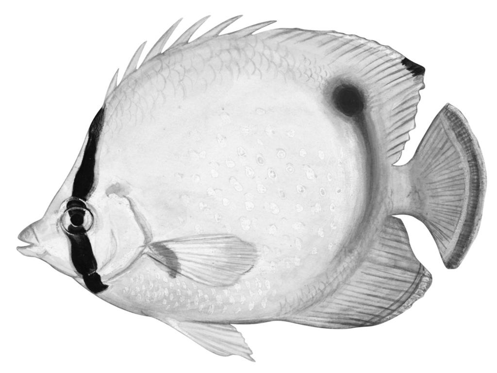 10 6 Fig. 6.1 shows a butterfly fish. Fig. 6.1 Butterfly fish are examples of organisms that occupy a specialised niche.