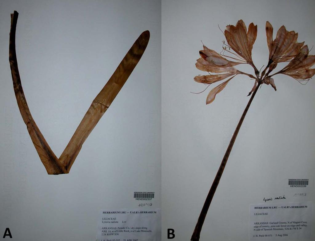 Serviss & Peck: Lycoris squamigera in Arkansas 2 Figure 1. A B.