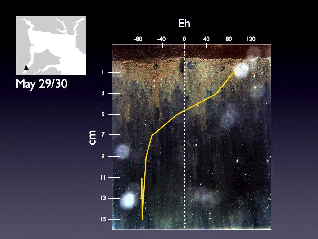 Sediment Profile Imaging (SPI) Oxidized surface apparent redox