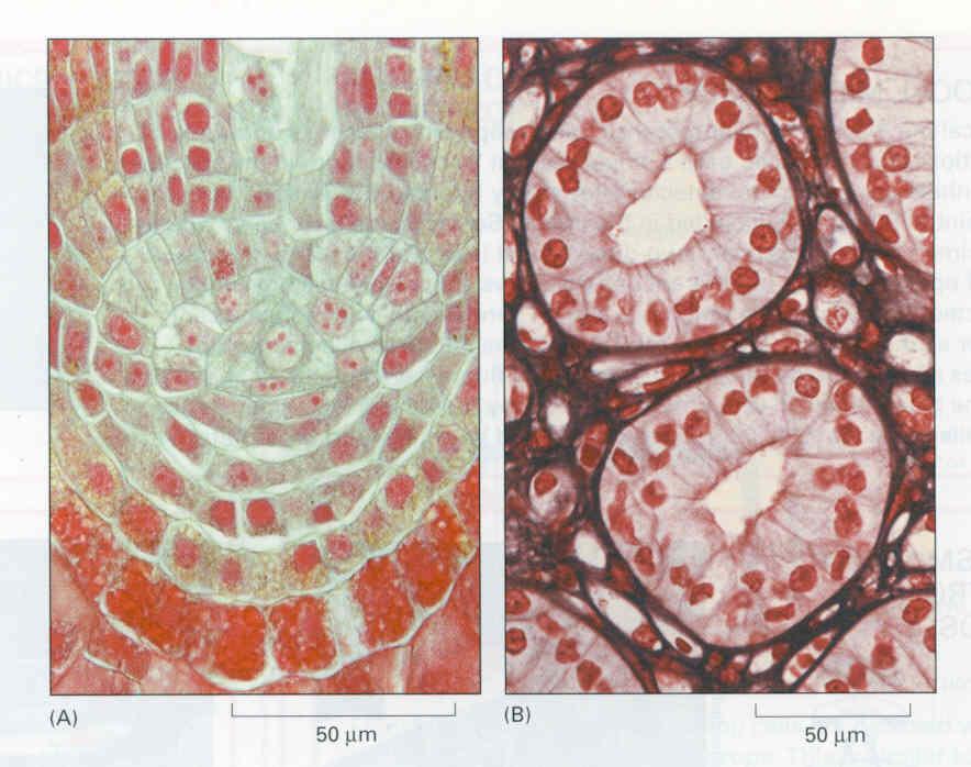 Cells form tissues in plants and animals cells extracellular matrix (ECM)