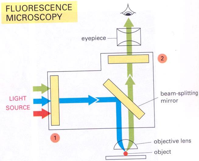 Fluorescence microscopy (FM)