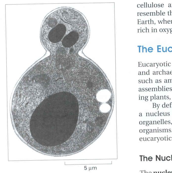 Eucaryotic cells (eu = truly, karyon = nucleus) Plasma membrane Cytoplam: All inside the plasma membrane except the nucleus: cytosol (water, ions,